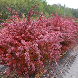 Декоративный кустарник